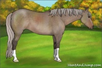 Horse Color:Silver Grullo 