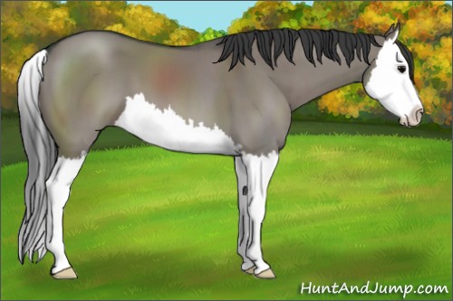 Horse Color:Grullo Sabino Splash