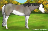 Horse Color:Grullo Sabino Splash 