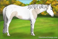 Horse Color:Sable Champagne Dun Splash Tobiano 