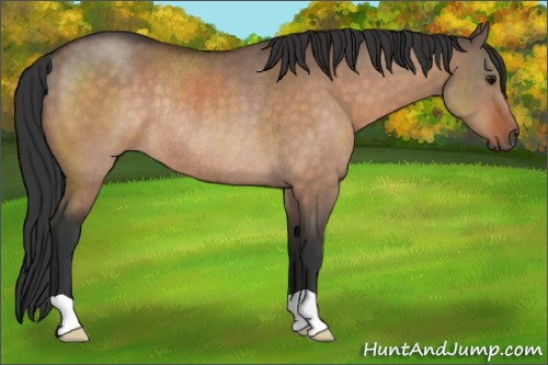 Horse Color:Bay Dun Rabicano