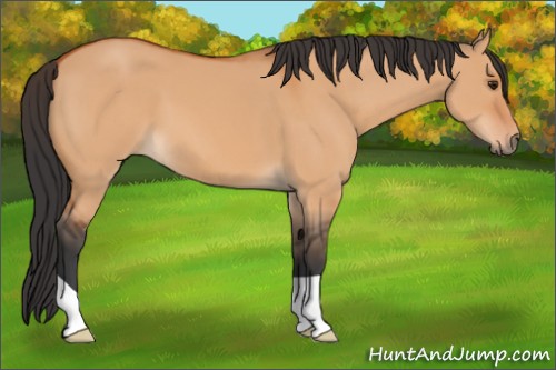Horse Color:Bay Dun 