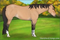 Horse Color:Bay Dun