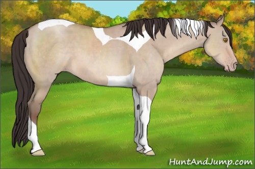 Horse Color:Sable Champagne Dun Tobiano 
