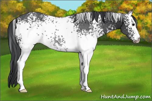 Horse Color:White Spotted Black 