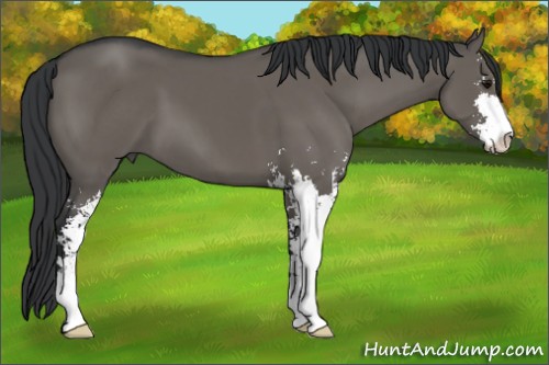 Horse Color:Grullo Sabino 