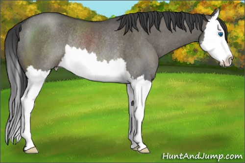 Horse Color:Grullo Sabino Splash Rabicano 