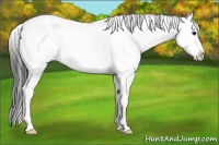 Horse Color:Grullo Sabino 