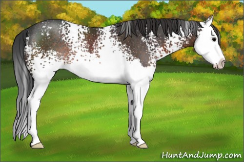 Horse Color:White Spotted Brown Splash Appaloosa Rabicano 