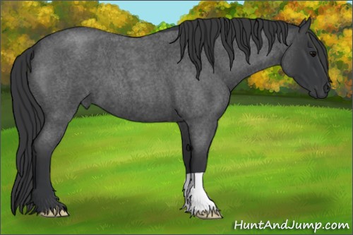Horse Color:Blue Roan 