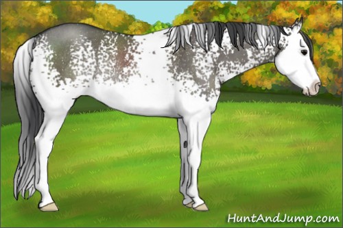 Horse Color:White Spotted Grullo Sabino Splash Rabicano 