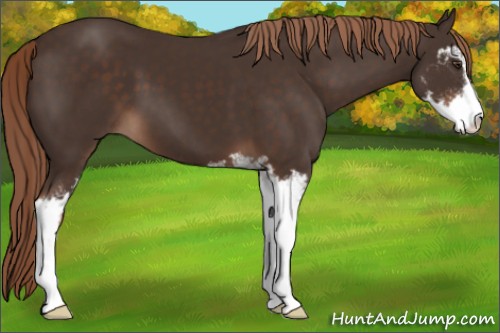 Horse Color:Liver Chestnut Sabino 