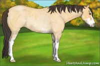 Horse Color:Buckskin Roan Dun Sabino Rabicano 
