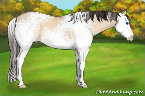 Horse Color:White Spotted Sable Champagne Dun Sabino Splash 