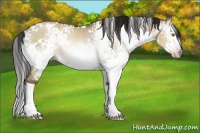 Horse Color:Gray White Spotted Sable Champagne Dun Splash Rabicano 
