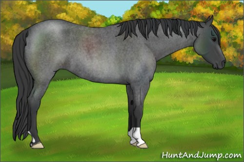 Horse Color:Blue Roan 