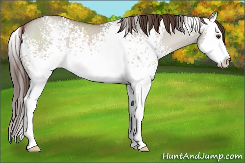 Horse Color:White Spotted Classic Champagne Dun Splash 
