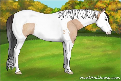 Horse Color:Brown Roan Dun Splash Tobiano Rabicano 