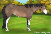 Horse Color:Brown Dun Sabino 