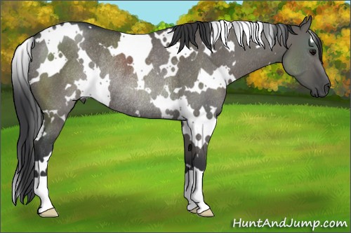 Horse Color:White Spotted Grullo Rabicano 
