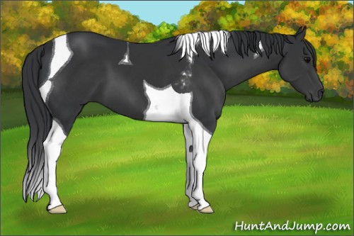 Horse Color:Black Tobiano 