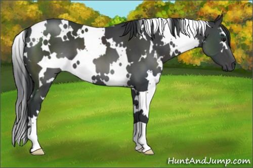 Horse Color:White Spotted Black 