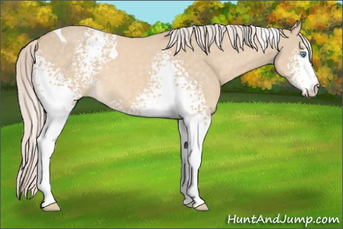 Horse Color:White Spotted Cremello Tobiano 