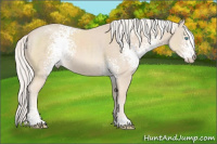 Horse Color:White Spotted Cremello