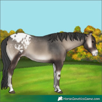 Horse Color:Blue Onyx Appaloosa 
