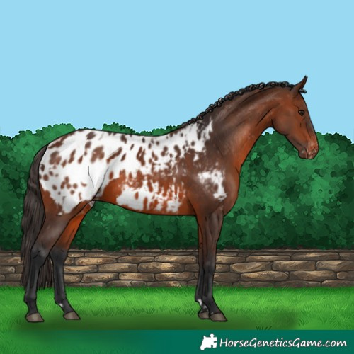 Horse Color:Bay Appaloosa  and Brown Appaloosa 