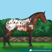 Horse Color:Bay Appaloosa  and Brown Appaloosa 