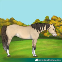 Horse Color:Buckskin Dun Splash 