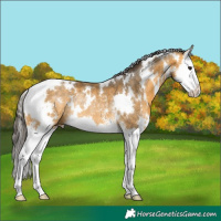 Horse Color:White Spotted Buckskin Sabino Splash Rabicano 