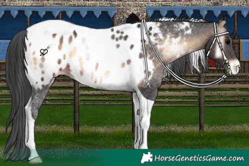 Horse Color:Brown Onyx Tobiano Near Leopard