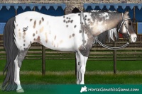 Horse Color:Brown Onyx Tobiano Near Leopard 