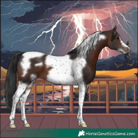 Horse Color:Brown Tobiano Frame 