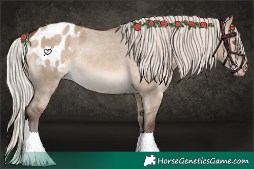 Horse Color:Silver Brown Dun Appaloosa 