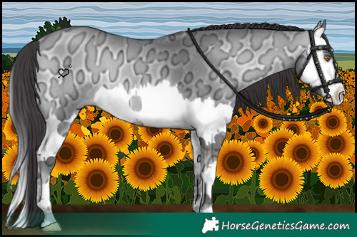 Horse Color:Buckskin Chinchilla Ice Onyx Splash 