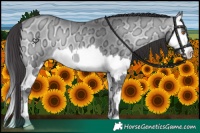 Horse Color:Buckskin Chinchilla Ice Onyx Splash 