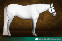 Horse Color:Gray Liver Chestnut 