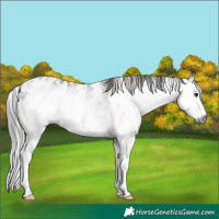Horse Color:Gray Brown Sabino Blanket 