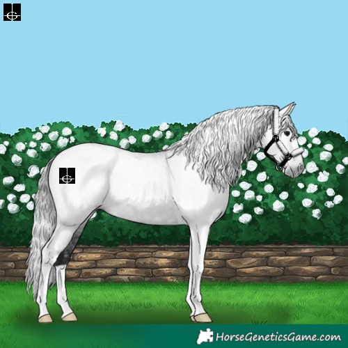 Horse Color:Gray Black Tobiano Appaloosa 