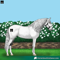 Horse Color:Gray Black Tobiano Appaloosa 