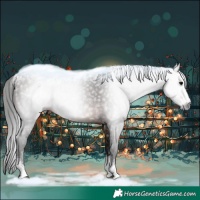 Horse Color:Gray Bay Sabino 