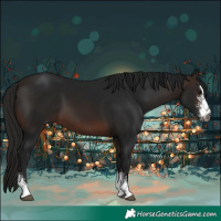 Horse Color:Gray Bay Sabino 