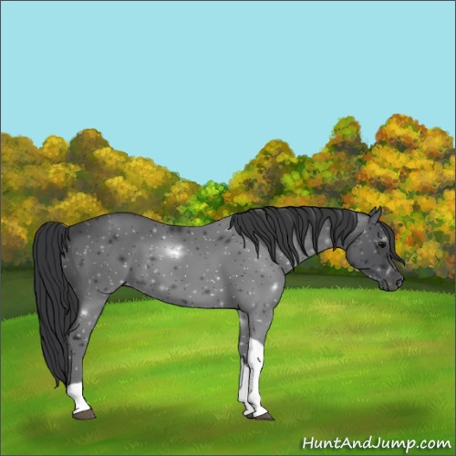 Horse Color:Black Tobiano 