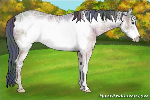 Horse Color:Nacre Bay Ice Frame Rabicano 
