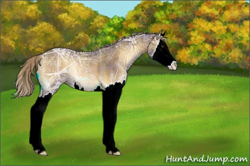Horse Color:Plaid  Chocolate Palomino Ice Onyx Splash Rabicano 
