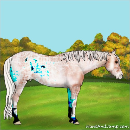 Horse Color:Silver Bay Ice Onyx Appaloosa Rabicano 