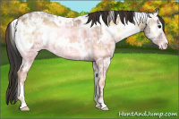 Horse Color:Plaid  White Spotted Brown Ice Onyx Appaloosa 